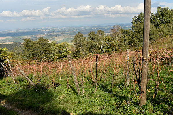 Vigneto azienda Santa Maria di Marino Colleoni