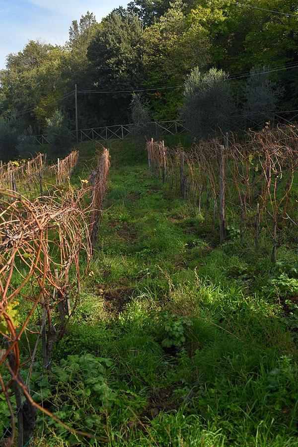 Vigneto azienda Santa Maria di Marino Colleoni
