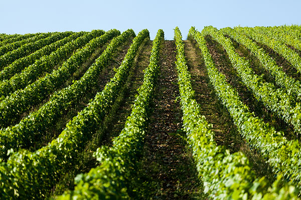 Querceto di Castellina