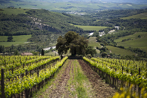 Tenuta Buontempo vigneti