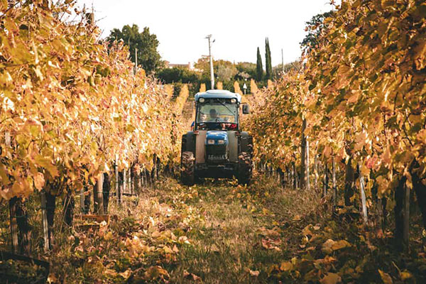 Tenuta Cavalier Pepe vigna