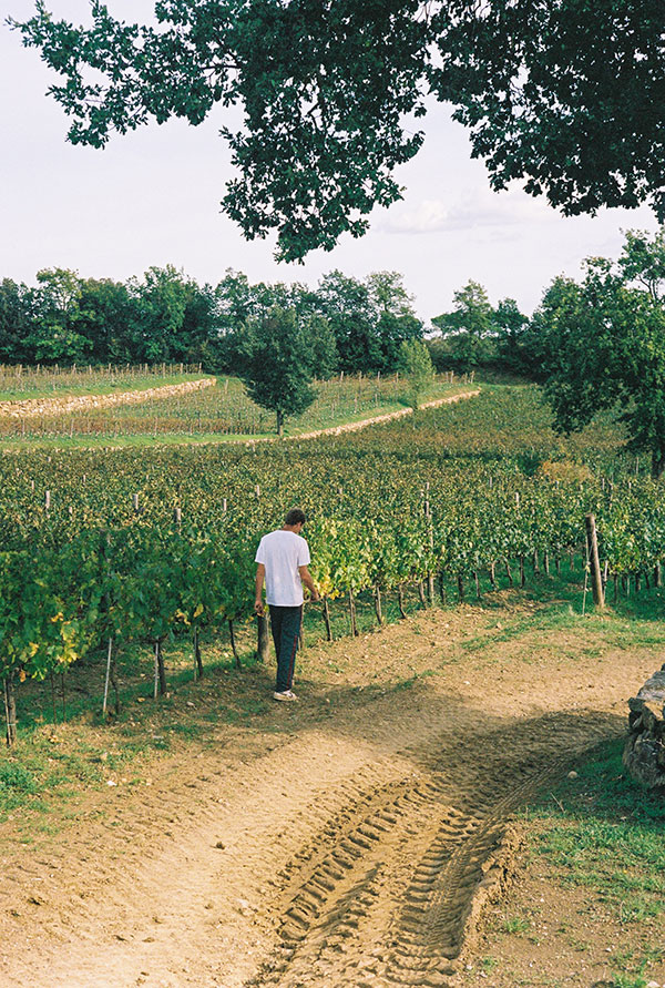 Tenuta Licinia vigneti
