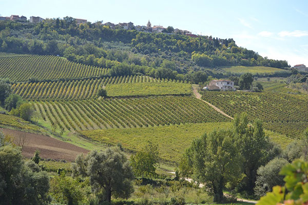 Panorama sui vigneti del Villamagna Doc