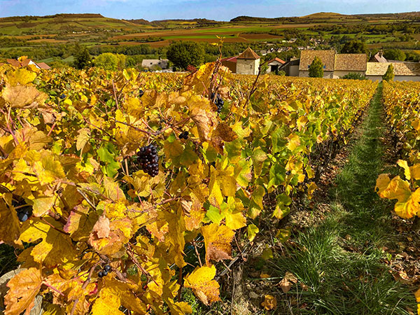Domaine Claude Nouveau