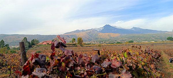 Etna dalle vigne