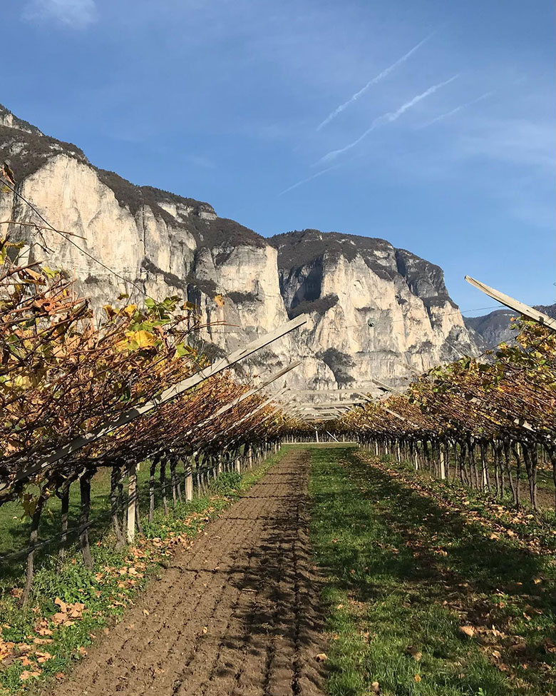 Filari Cantina Breccia