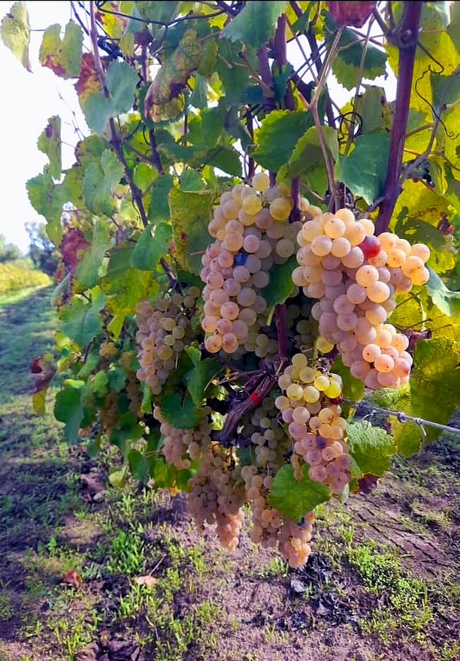 Grappoli di Vernaccia