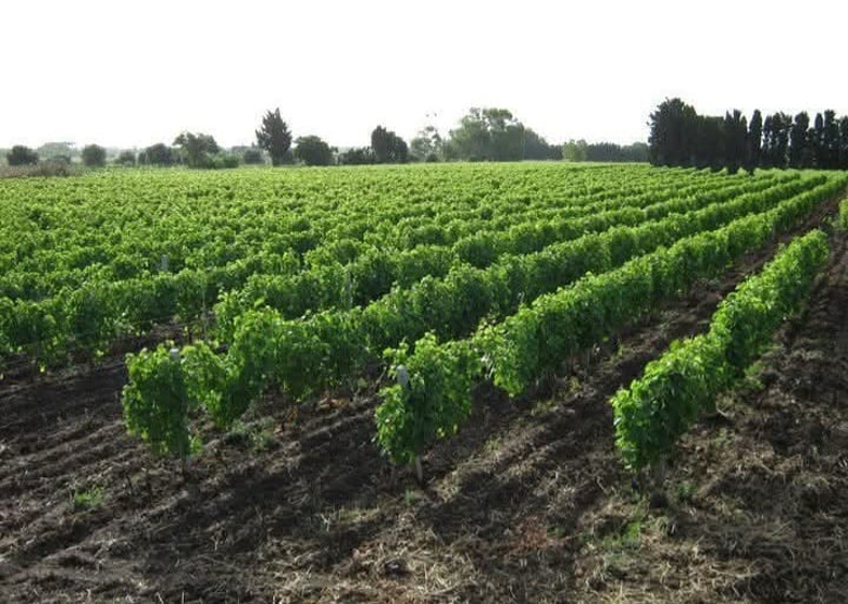 Le vigne dell'azienda Pippia