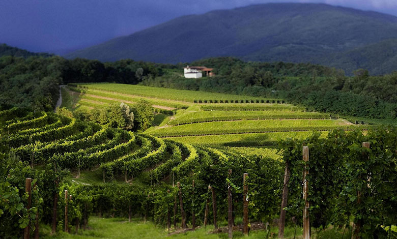 Vigneti azienda Zorzettig