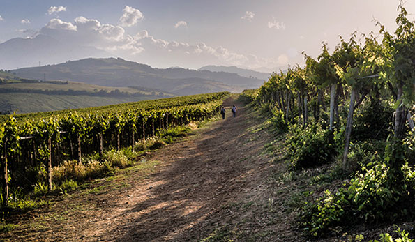 Vigneti in Abruzzo