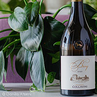 Collio Broy 2020 Collavini