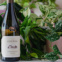 Collio Friulano T-Friulano 2022 Collavini
