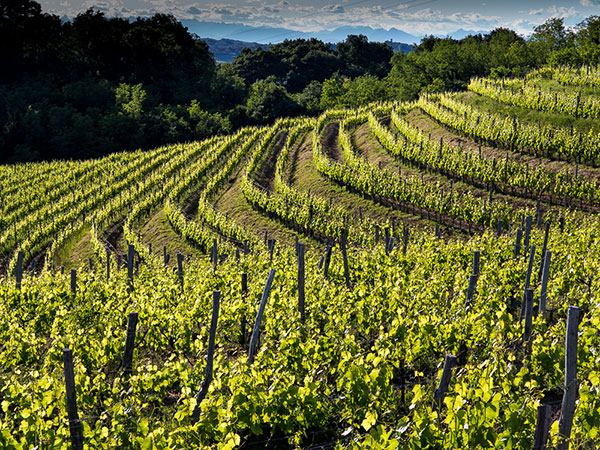 Vigneti a Monte Calvario