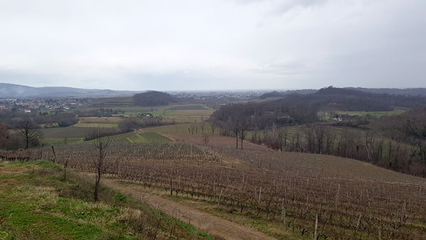 Vigneti a Monte Calvario