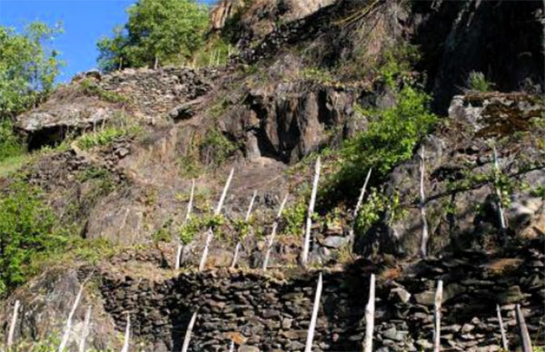 Walter Menegola vigneto