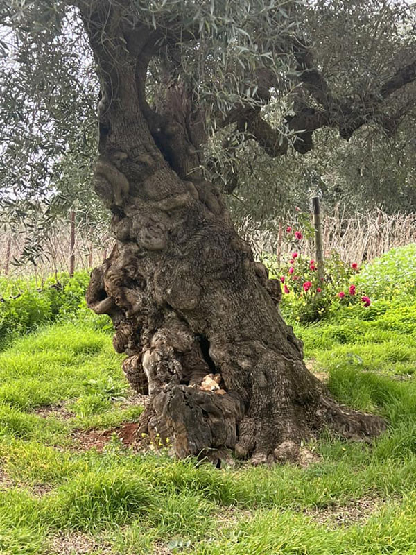 Un ulivo a Villa Agreste