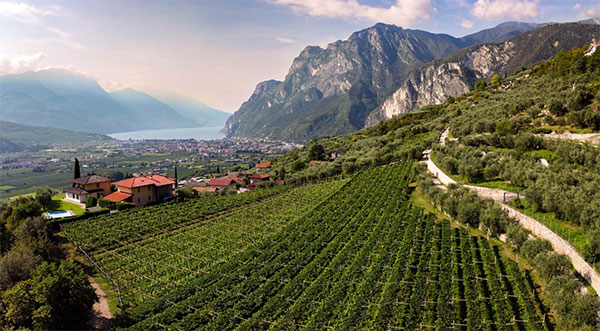 Vigneti Cantina di Riva