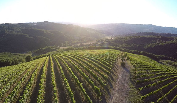 Vigneti Agricolavinica