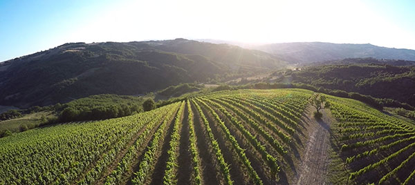 Vigneti Agricolavinica