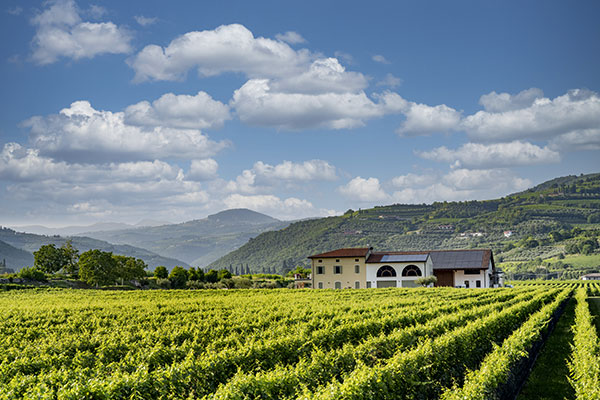 Vigneti Azienda vinicola Ilatium