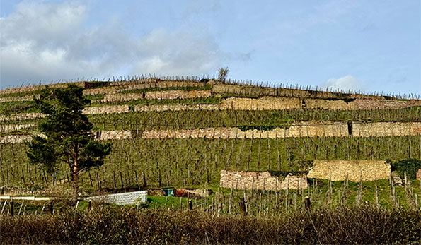 Maison Trimbach vigneti