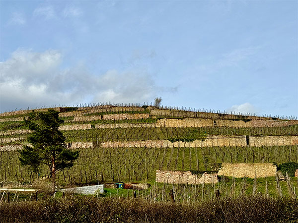 Maison Trimbach vigneti