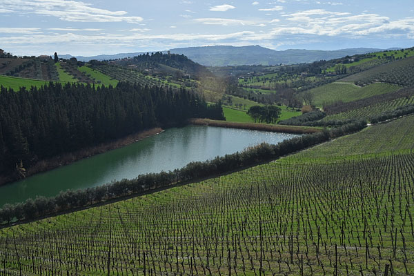 Vigneti Fattoria Nicodemi