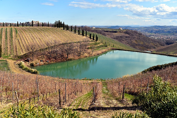 Vigneti Fattoria San Lorenzo