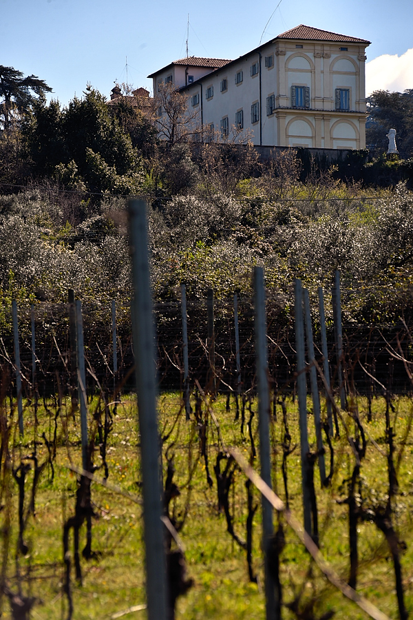 Villa Falconieri e il vigneto adiacente