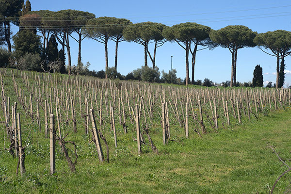 Vigneto Falconieri a Villa Simone