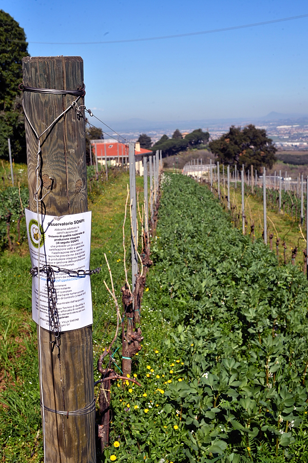 Vigneto sperimentale