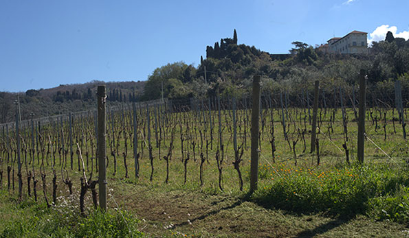 Vigneto Falconieri a Villa Simone