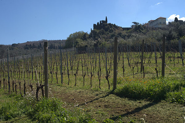 Villa Falconieri e il vigneto adiacente
