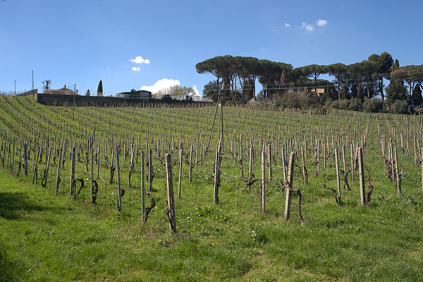 Vigneto Falconieri a Villa Simone