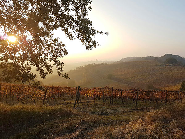 Vigneti nel Tortonese