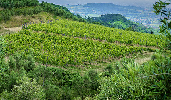 I vigneti. Foto di Massimo Tessandori Bernini