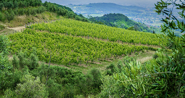 I vigneti. Foto di Massimo Tessandori Bernini