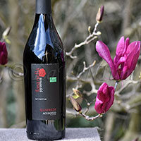 Aglianico Manfredi 2020 Tenute del Fasanella