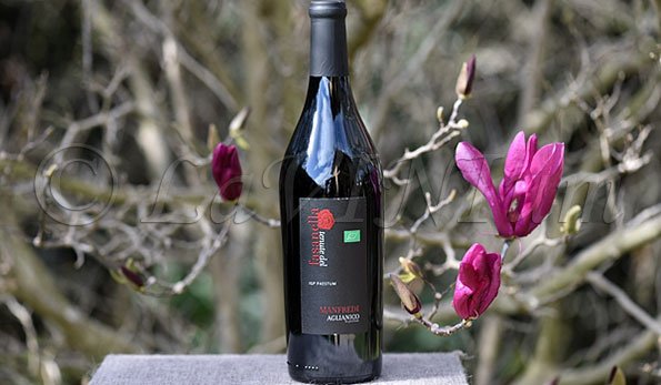 Aglianico Manfredi 2020 Tenute del Fasanella