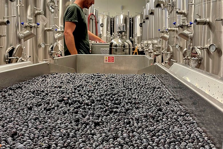 La cernita delle uve