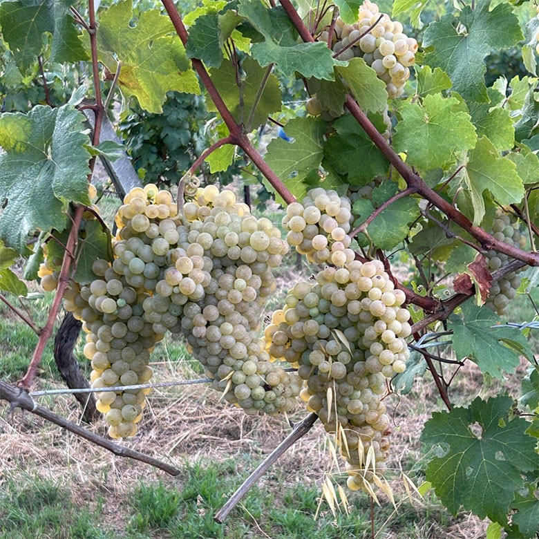 Le uve bianche