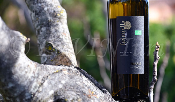 Fiano Phasis 2022 Tenute del Fasanella