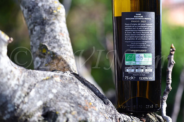 Fiano Phasis 2022 Tenute del Fasanella