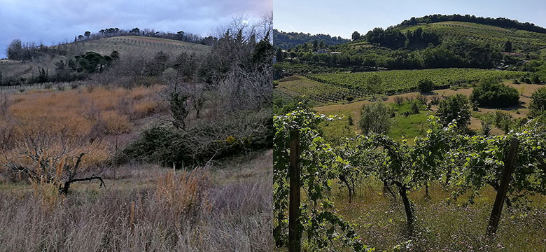 Il vigneto storico prima e dopo