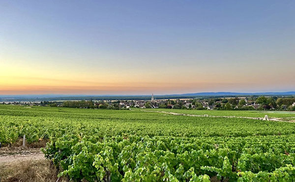 vigneti Domaine Joblot