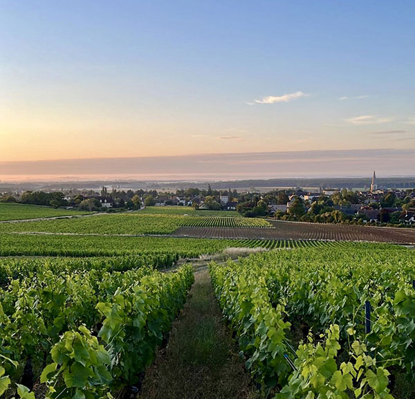 vigneti Domaine Joblot