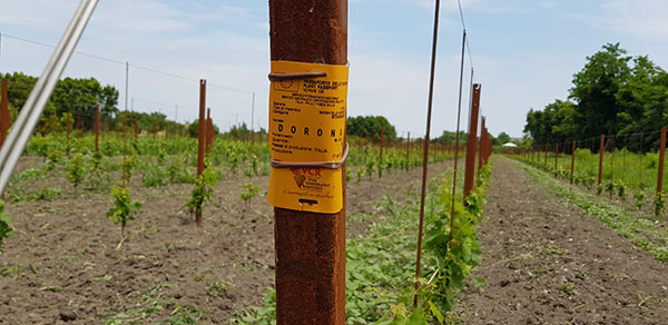 Dorona dei Vivai Rauscedo