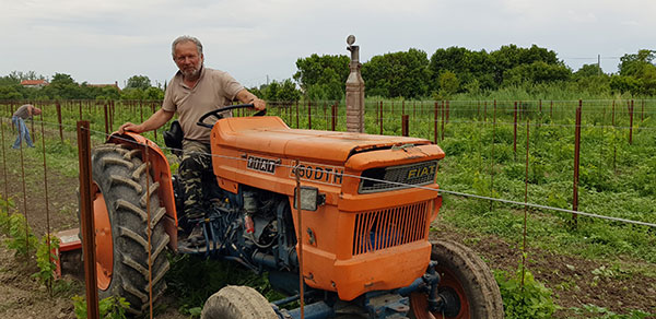 Marco Perco e i lavori della nuova vigna