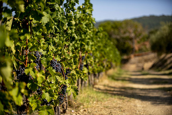 Tra le vigne di Viandante del Cielo