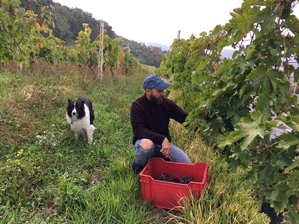 Cantina Digiano ( Cingoli- Macerata)